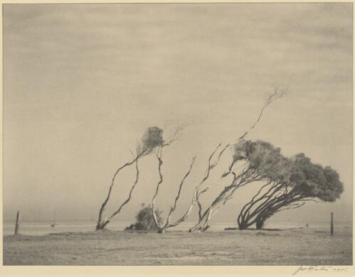 Trees bent by the wind on the seashore, Victoria / Jno Eaton