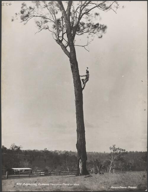 Aboriginal man climbing tree with piece of vine, New South Wales [picture] / Charles H. Kerry