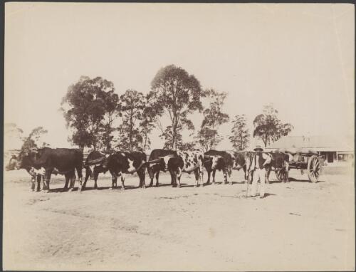 Bullock team on the road, ca. 1890 [picture] / Kerry