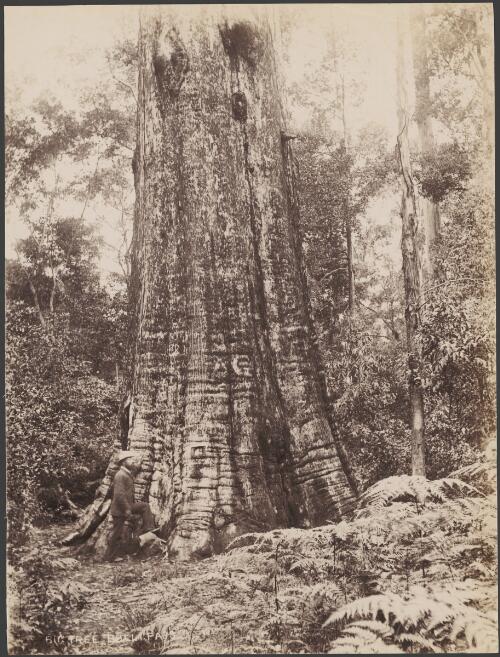 Giant blackbutt tree at Bulli Pass, New South Wales [picture] / C. Bayliss