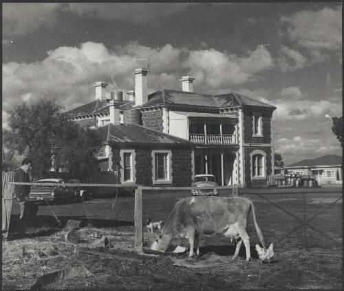 Farm animals outside the Lancefield Road Hotel, Clarkefield, Victoria, ca. 1972, 3 [picture] / Bruce Howard