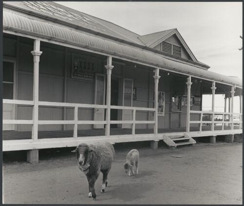 Sheep outside the Oxford Hotel, Cunnamulla, Queensland, ca. 1972 [picture] / Bruce Howard