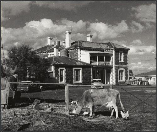 Farm animals outside the Lancefield Road Hotel, Clarkefield, Victoria, ca. 1972, 2 [picture] / Bruce Howard