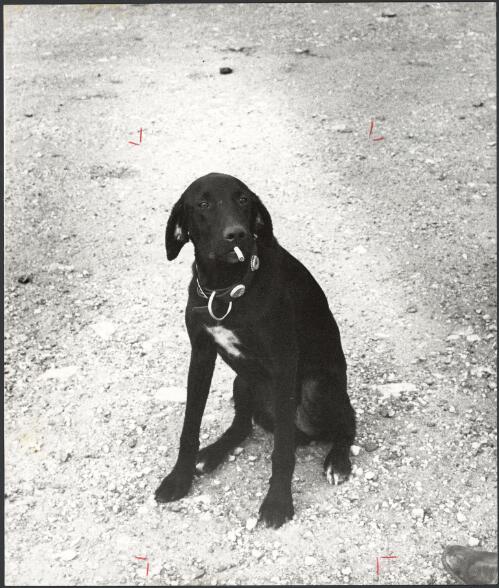 Jack, the dog belonging to Ginty, Jim Offord, outside the hotel at Bajool, Queensland, ca. 1972 [picture] / Bruce Howard