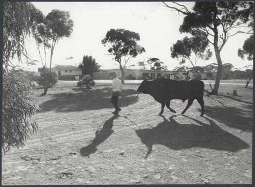 Man leading a bull outside the hotel, Balladonia, Western Australia, ca. 1972 [picture] / Bruce Howard
