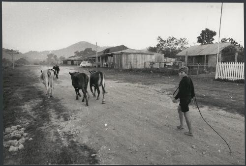 Moving the cows past the pub at Cohen, Cape York, Queensland, ca. 1972, 1 [picture] / Bruce Howard
