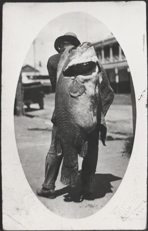 A ninety-seven pound Murray cod, caught by a professional fisherman near Collendina Station in the Corowa district, New South Wales, 1924 [picture] / Dennis Brabazon