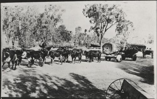 A bullock team pulling timber, Mulwala, New South Wales, 1924 [picture] / Dennis Brabazon