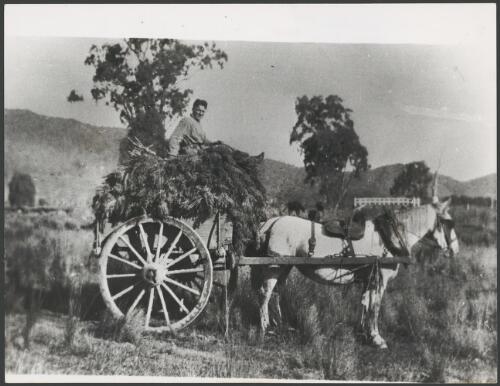 Bringing in the tobacco on a horse-drawn cart, Buffalo River, Victoria, 1935 [picture]