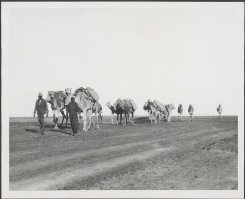 Indigenous man and woman walking in front of a camel train south of Alice Springs in Central Australia, Northern Territory, ca. 1925 [picture]