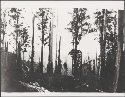 In the bush after a fire, ca. 1940 [picture]