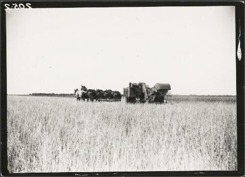Harvesting wheat with a horse drawn harvester, Riverina, New South Wales, ca. 1930 [picture]