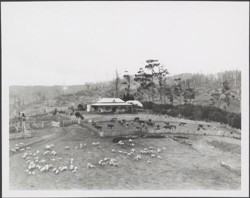 Farm house, cattle and sheep in deforested hills, ca. 1920 [picture]