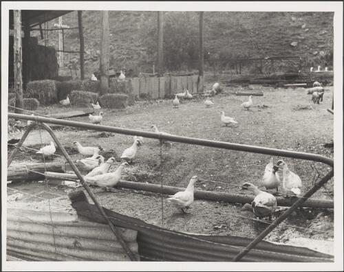 Geese and pigs in farmyard, ca. 1930 [picture]
