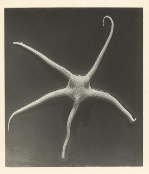 A starfish, Antarctic marine life, [1] [picture] / Correll