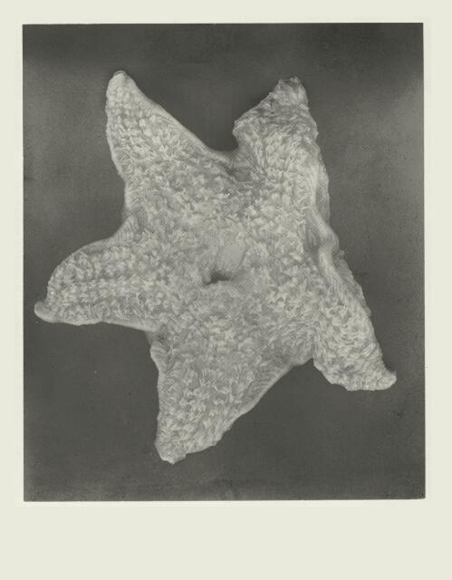 A starfish, Antarctic marine life, [2] [picture] / Correll
