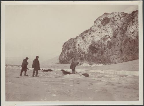[Three unidentified men and seals on] Tent Island, coarse volcanic agglomerates [British Antarctic Expedition, 1907-1909] [picture]