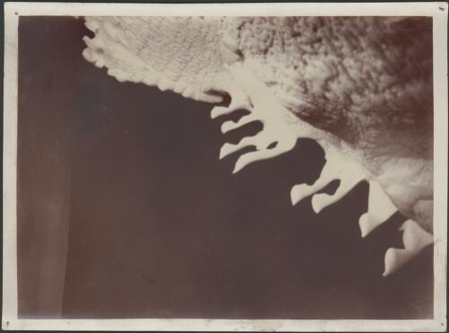 Ice stalactites formed like horses' feet, [Australasian Antarctic Expedition, 1911-1914] [picture]