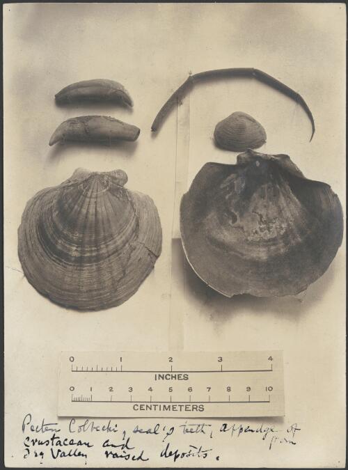 Material from raised beach, New Harb., Dry Valley, W. Mtns., 10-50 ft above sea level, [shells & seal's teeth, British Antarctic Expedition, 1907-1909] [picture]