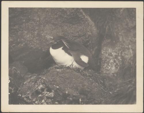 [Penguin nesting on rocks, Macquarie Island?, Australasian Antarctic Expedition, 1911-1914] [picture]/ Percy Correll