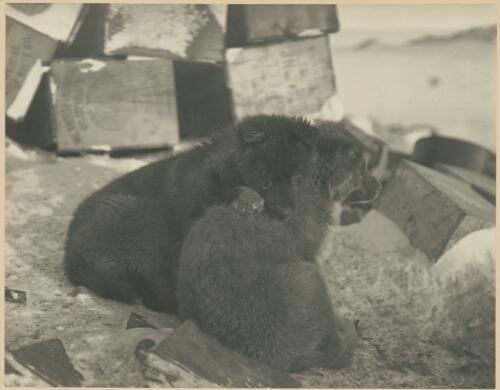 Ross & D'Urville, pupps [i.e. pups] at the Cape Denison Station, [Australasian Antarctic Expedition, 1911-1914] [picture] / Mawson