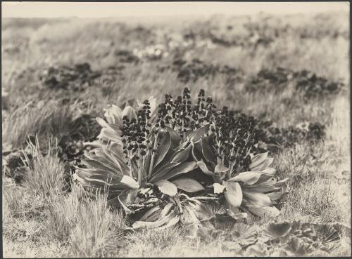 [Pleurophyllum Hookeri in flower, Macquarie Island, Australasian Antarctic Expedition, 1911-1914] [picture] / Hamilton