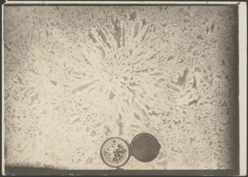 [Compass on top of snow flower, Australasian Antarctic Expedition, 1911-1914] [picture]