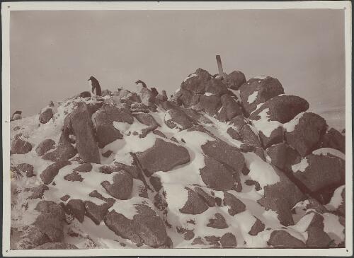 [Snow-capped rocky peak with penguins on top, Australasian Antarctic Expedition, 1911-1914] [picture]