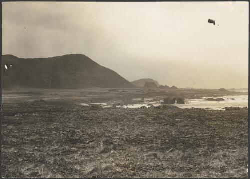 [Landscape view, showing some vegetation, Macquarie Island] [picture] / [L. R. Blake]