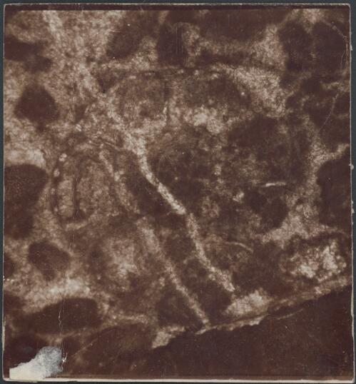 [Photograph of a rock surface?, British Antarctic Expedition, 1907-1909] [picture]