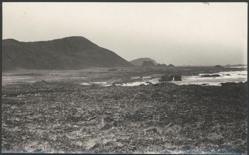 [Vegetation on the coast of Macquarie Island, Australasian Antarctic Expedition, 1911-1914] [picture] / Blake
