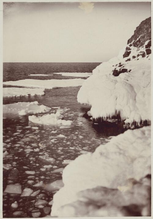 [Icicles hanging at the bottom of a cliff near the sea edge, Australasian Antarctic Expedition, 1911-1914] [picture]