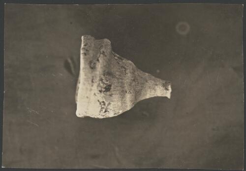 [A funnel shaped shell, Australasian Antarctic Expedition, 1911-1914] [picture]