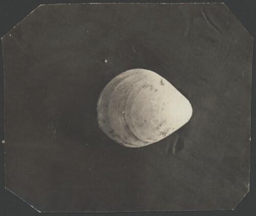 [An oval shaped shell, Australasian Antarctic Expedition, 1911-1914] [picture]