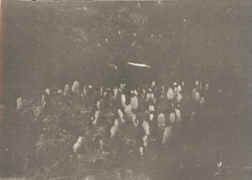 [Penguins on Macquarie Island?, Australasian Antarctic Expedition, 1911-1914] [picture] / [McGrath]