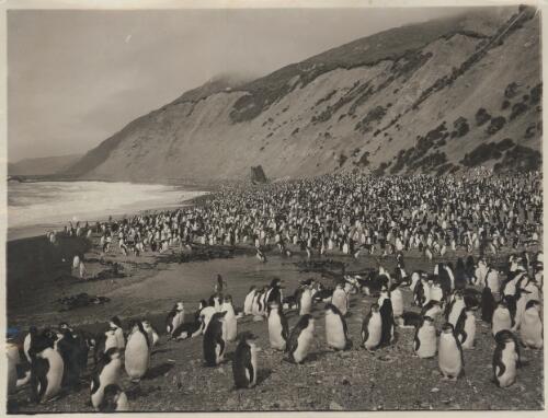 Royal penguins congregated on [Nuggets] beach at Macquarie Island, Australasian Antarctic Expedition, 1911-1914] Australasian Antarctic Expedition, 1911-1914] [picture]