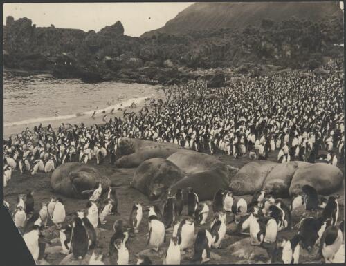 [Royal] penguin  and sea elephant life at  Macquarie Island, [Australasian Antarctic Expedition, 1911-1914] [picture]/ Frank Hurley