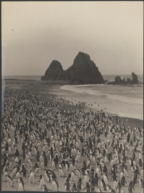 [Royal penguins on Nuggets Beach,  Macquarie Island, Australasian Antarctic Expedition, 1911-1914] [picture]/ Frank Hurley