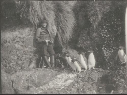Royal penguins,  Macquarie Island, [Australasian Antarctic Expedition, 1911-1914] [picture]/ McGrath