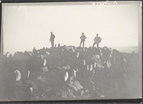 Adelie penguins,  Macquarie Island?, [Australasian Antarctic Expedition, 1911-1914] [picture]/ Coombe