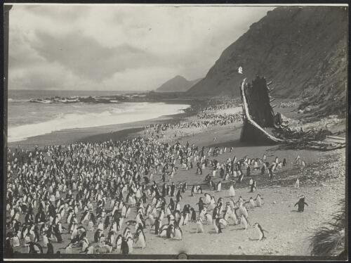 Royal penguins near the remains of a wrecked ship, Gratitude, Nuggets Beach, Macquarie Island [picture] / [Frank Hurley]