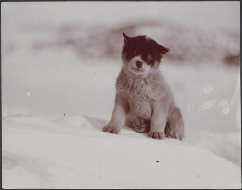 Blizzard, [one of the pups born during the expedition] [picture] / [Frank Hurley]