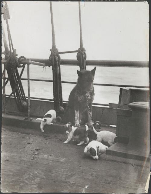 [Ginger and her pups born en route London to Hobart, on the deck of the Aurora, Australasian Antarctic Expedition 1911-1914 ] [picture] / Mertz