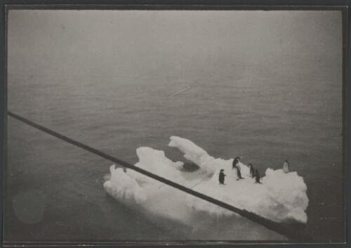 Adelie penguins joy riding [picture] / [H. Coombe]