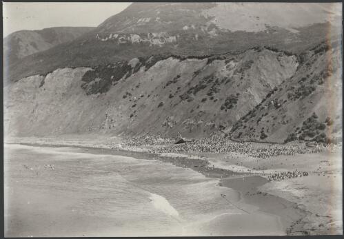 [A panoramic view of the beach, with penguins, Macquarie Island] [picture] / [Harold Hamilton]
