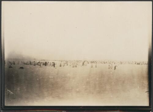 [Penguins on a beach, Macquarie Island] [picture] / [Charles Hoadley]