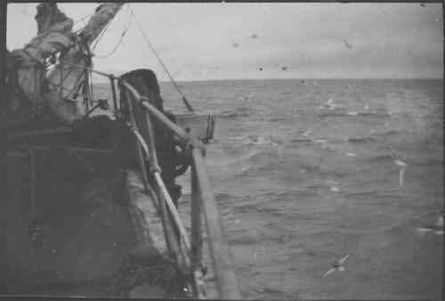 Antarctic petrels passing ships in D'Urville Sea, [Australasian Antarctic Expedition, 1911-1914] [picture] / Coombe