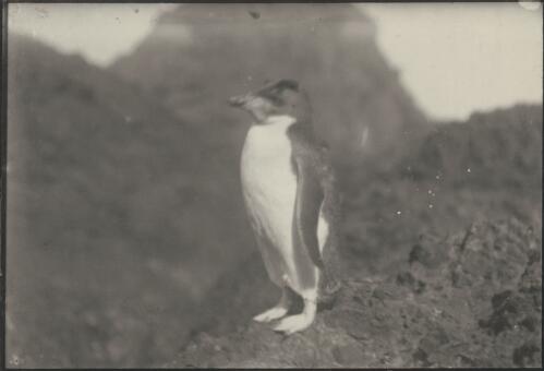 Lone penguin on a rock, [Australasian Antarctic Expedition, 1911-1914] [picture] / Percy Correll