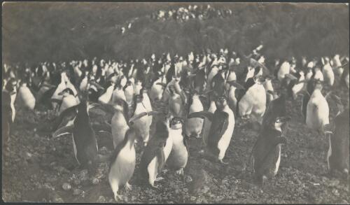 Royal penguins on the beach, Macquarie Island, [Australasian Antarctic Expedition, 1911-1914] [picture] / Harold Hamilton