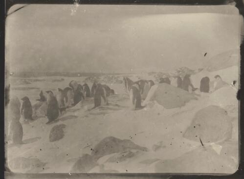Adelie penguins, Cape Denison, [Australasian Antarctic Expedition 1911-1914 ] [picture] / Mawson